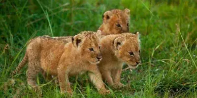 Чи зможеш ти вижити в дикій природі?